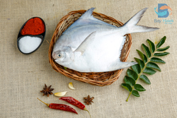 Marine Fish