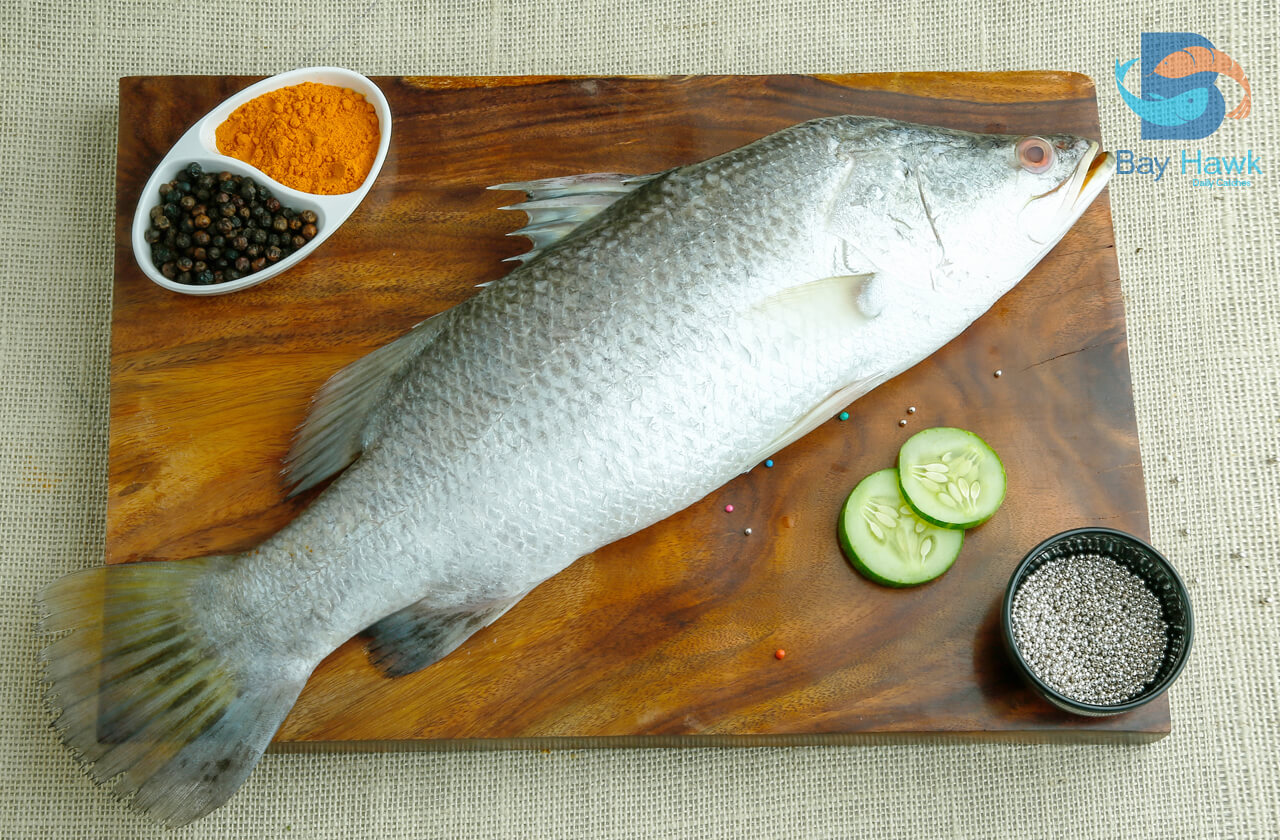 Sea Bass | கொடுவா